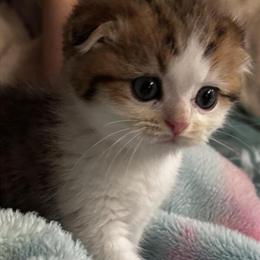 Scottish Fold Kitten Available in Conroe, tx