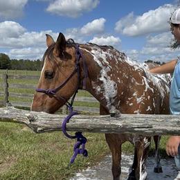 Gentle 15-Year-Old Gelding for Cattle and Trails in Tampa, fl