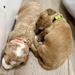 Doodle Puppies Ready for Adoption in Tampa, fl