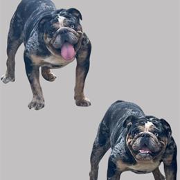 Merle English Bulldog Seeks Loving Home in Stockton, ca