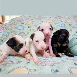 Chinese Crested Puppies for Sale in Harrisonburg, va