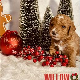 Mini Goldendoodle Puppies Available in Macungie, pa