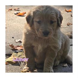 Golden Retriever Puppies Available in Auburn Hills, mi