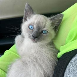 Siamese Kittens Available in Philadelphia in Philadelphia, pa