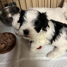 Maltese Puppies Available Now in Lancaster, oh