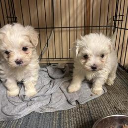 Maltese Puppies Ready for New Home in Lancaster, oh