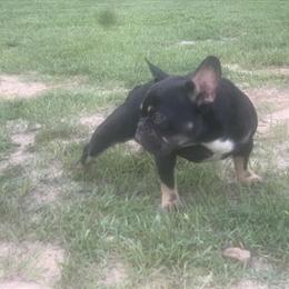 French Bulldog Male Available for Stud Services in Fayetteville, nc