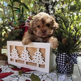 Shih Tzu Puppies for Adoption in Port Charlotte, fl