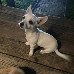 Chihuahua puppy male, 19 weeks old, looking for a forever home in Robbins, nc