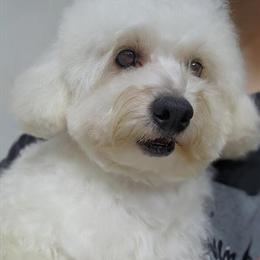 Maltipoo for Adoption in Manchester, ky