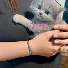 British Kittens for Adoption in Kissimmee, fl