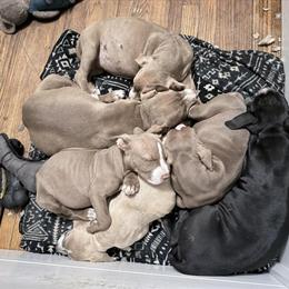 Staffordshire Puppies for Adoption in Milwaukee, wi