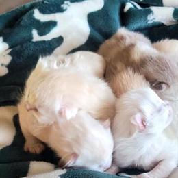 RagaMuffin Kittens - Cream and Flame Tabby Boys in Sheboygan, wi