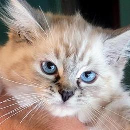 RagaMuffin Kittens Available in Sheboygan, wi