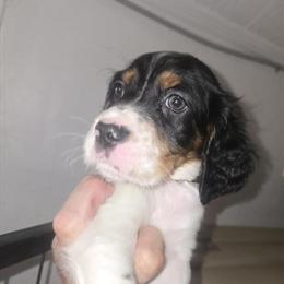 Setter Puppies Ready for Homes in Mid October in Milford, mi