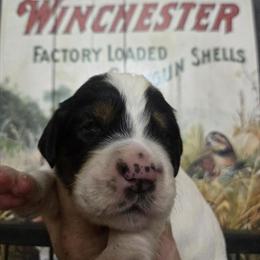 English Setter Puppies Ready for Homes in Mid October in Milford, mi