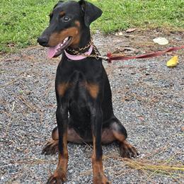 Female European Doberman Puppy from Elite Bloodlines in Miami, fl