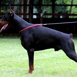 European Doberman Puppy, 9 Weeks Old in Miami, fl