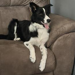 Border Collie - 7 Months Old, Sweet and Loving in Huntington, wv