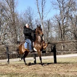 American Saddlebred Mare, 3 Years Old, Black, Registered in Omaha, ne