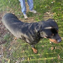 Rottweiler Stud Available for Breeding in Ashland, oh