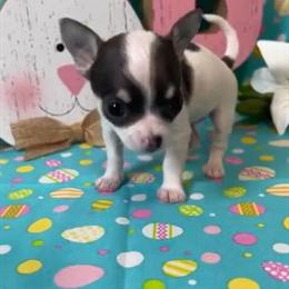 Chihuahua Puppies - 3 Adorable Girls Available in Orwell, oh