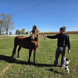 Registered Bay Mare, 3 Years Old, for Sale in Charlotte, Michigan in Omaha, ne