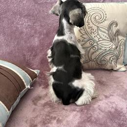 Miniature Schnauzer Puppies Ready for New Homes in Hagerstown, md