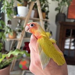 Sun Cheek Birds in Various Colors Available Now in Orlando, fl