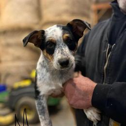 Texas Heeler Puppies Available in Kingston, mi