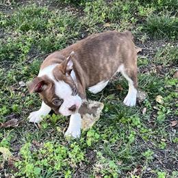 Boston Terrier Pups - 2 Male Puppies Available in Chicago, il
