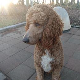 Standard Poodle for Stud - 3 Years Old, Red Color in Harmony, nc