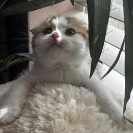 Scottish Fold Kitten Available in Conroe, tx