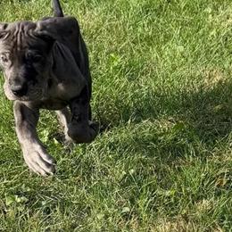 Great Dane Puppies Ready for Halloween in Elmhurst, il