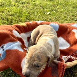 Great Dane puppies ready for Halloween in Elmhurst, il