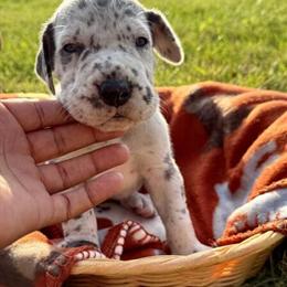 Great Dane Puppies Ready for Adoption Just in Time for Halloween in Elmhurst, il