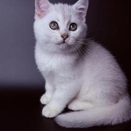 Scottish Fold Kittens Ready for Forever Homes in Los Angeles, ca