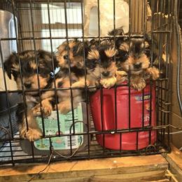 Yorkipoo Puppies Available Now in Dudley, nc