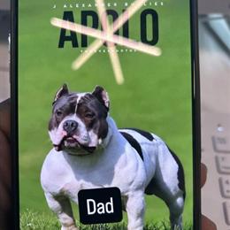 Pocket Bullies Females for Sale - $500 Each in Detroit, mi