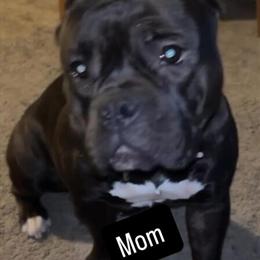 Pocket Bullies for Adoption in Detroit, mi