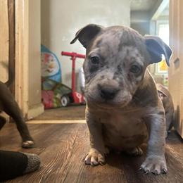 Pocket Bullies Black Friday Sale in Detroit, mi