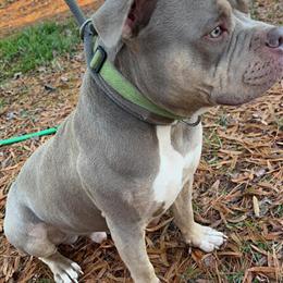 American Bully Pocket Stud Available for Breeding in Winston-Salem, nc