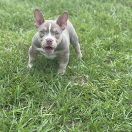 American Bully Looking for a Forever Home in Miami, fl