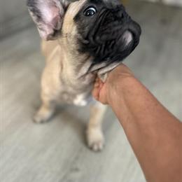 French Bulldog Puppy Ready for New Home in Miami, fl