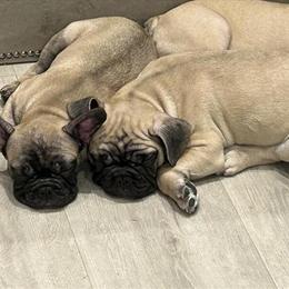 French Bulldog Puppy Ready for New Home in Miami, fl