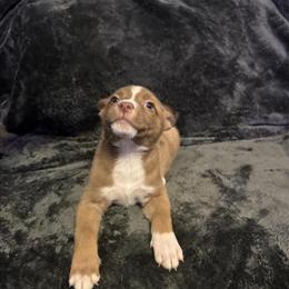 Siberian Husky/Pitbull Mix Puppies Looking for Loving Homes in Chicago, il