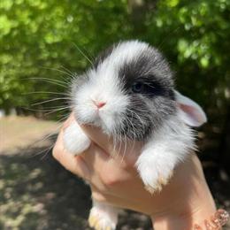 Holland Lop Bunnies Ready for New Homes in Ravenna, mi