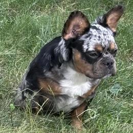 Fluffy French Bulldog Puppies Available in Detroit, mi