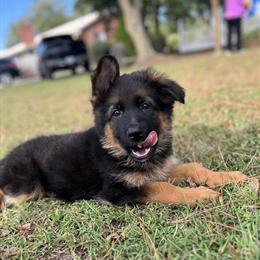 Male German Shepherd Puppy for Sale in Ahoskie, nc