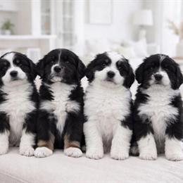 Mini Bernedoodle Puppies Ready for New Homes in Fort Myers, fl
